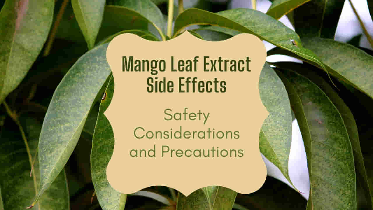 Mango Leaf Extract Side Effects